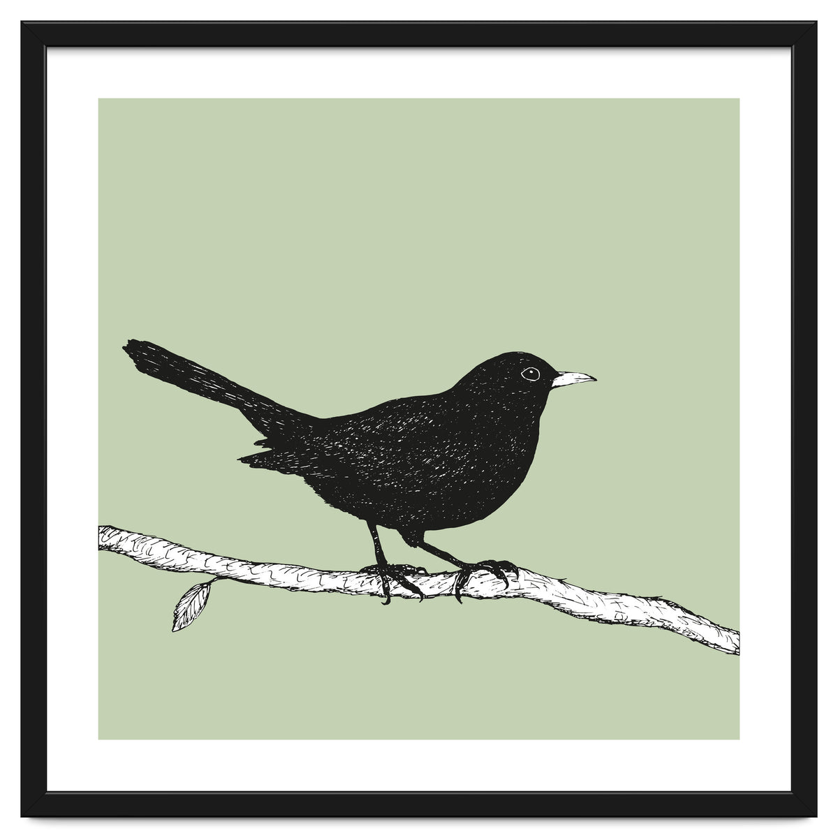 Blackbird pen drawing