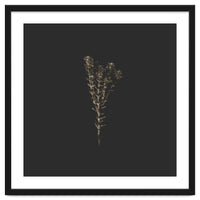 Moody Golden Botanicals - Square