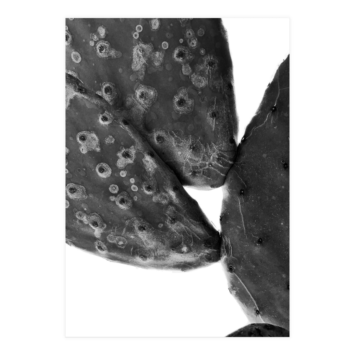 Black Cactus (Print Only)