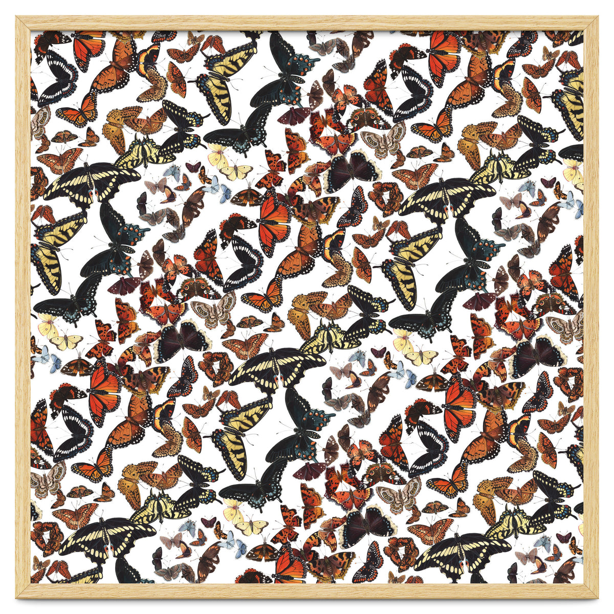 Maine Butterflies Pattern