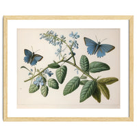 Butterflies Vintage Illustration