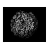 Backyard Flowers In Black And White 54 (Print Only) thumbnail