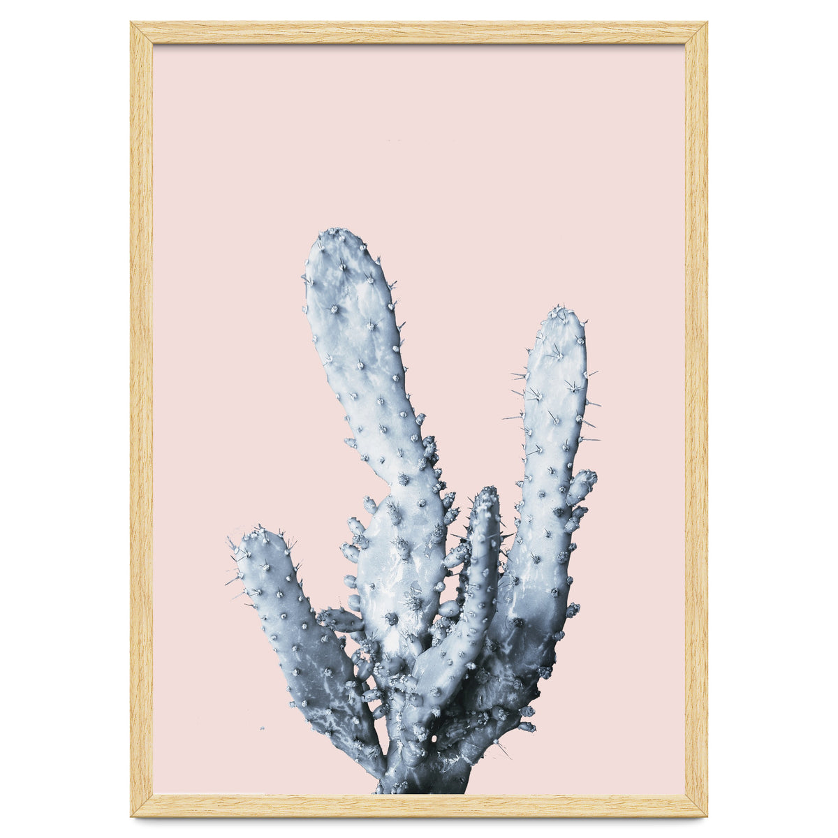 Cactus collection BL-I