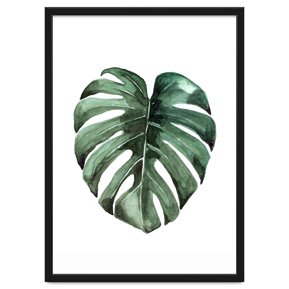 Botanical Illustration Monstera Deliciosa