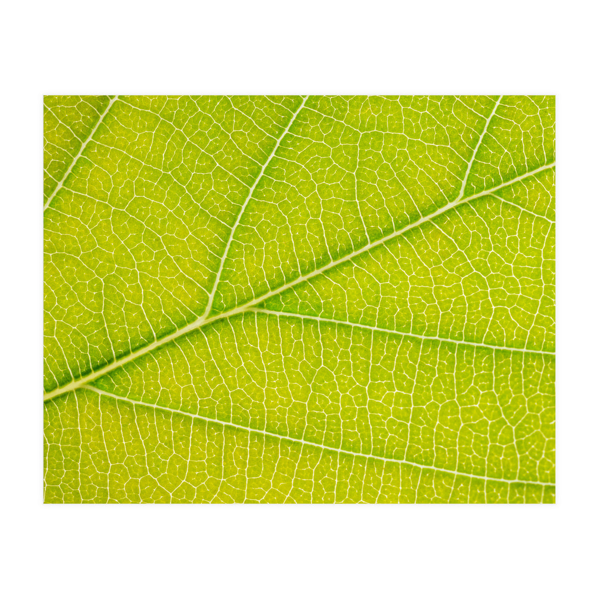 Autumn Leaf (Print Only)