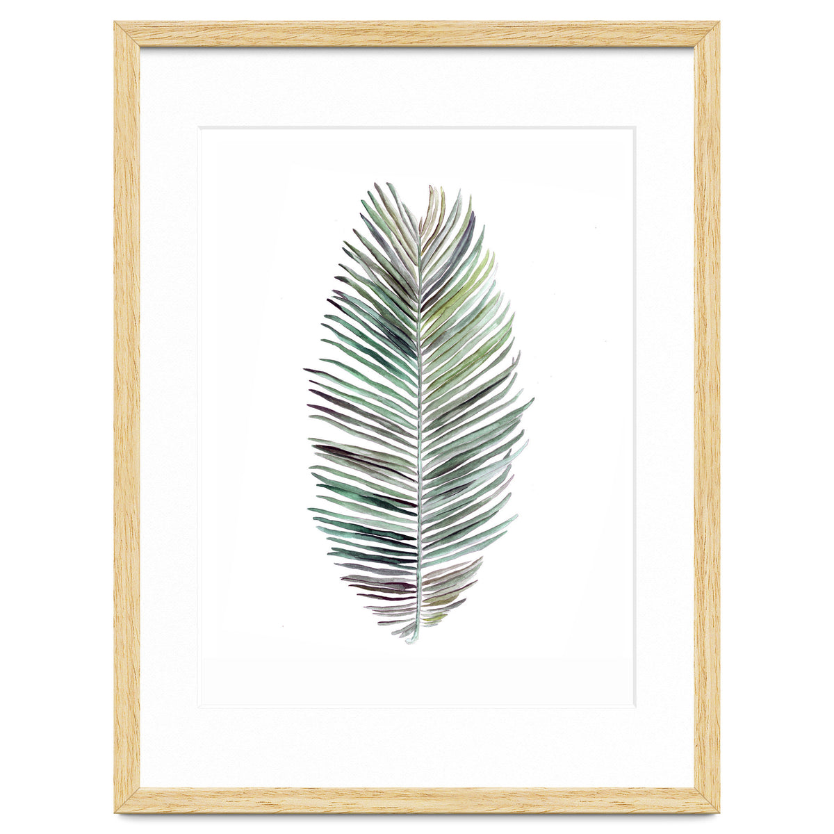 Botanical Illustration Cocos Palm