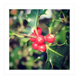 Holly berries  (Print Only) thumbnail