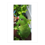 Gazing Parrot (Print Only) thumbnail