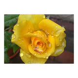 Yellow Rose with Dew Drops (Print Only) thumbnail