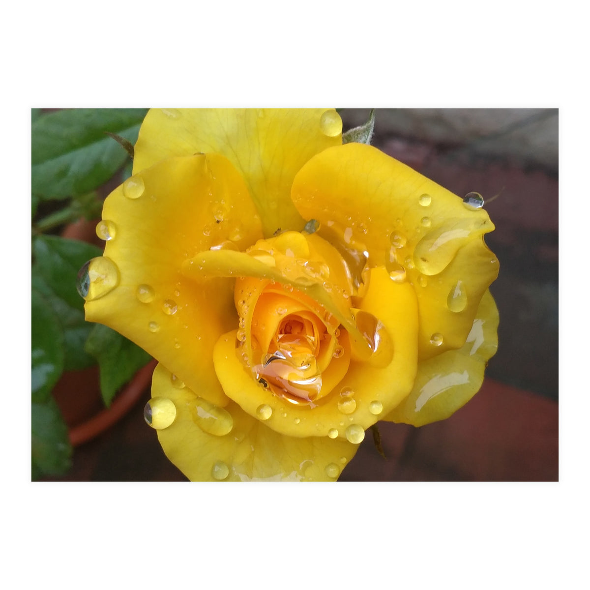 Yellow Rose with Dew Drops (Print Only)