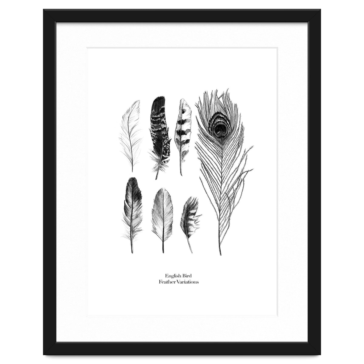 English Feather Variations