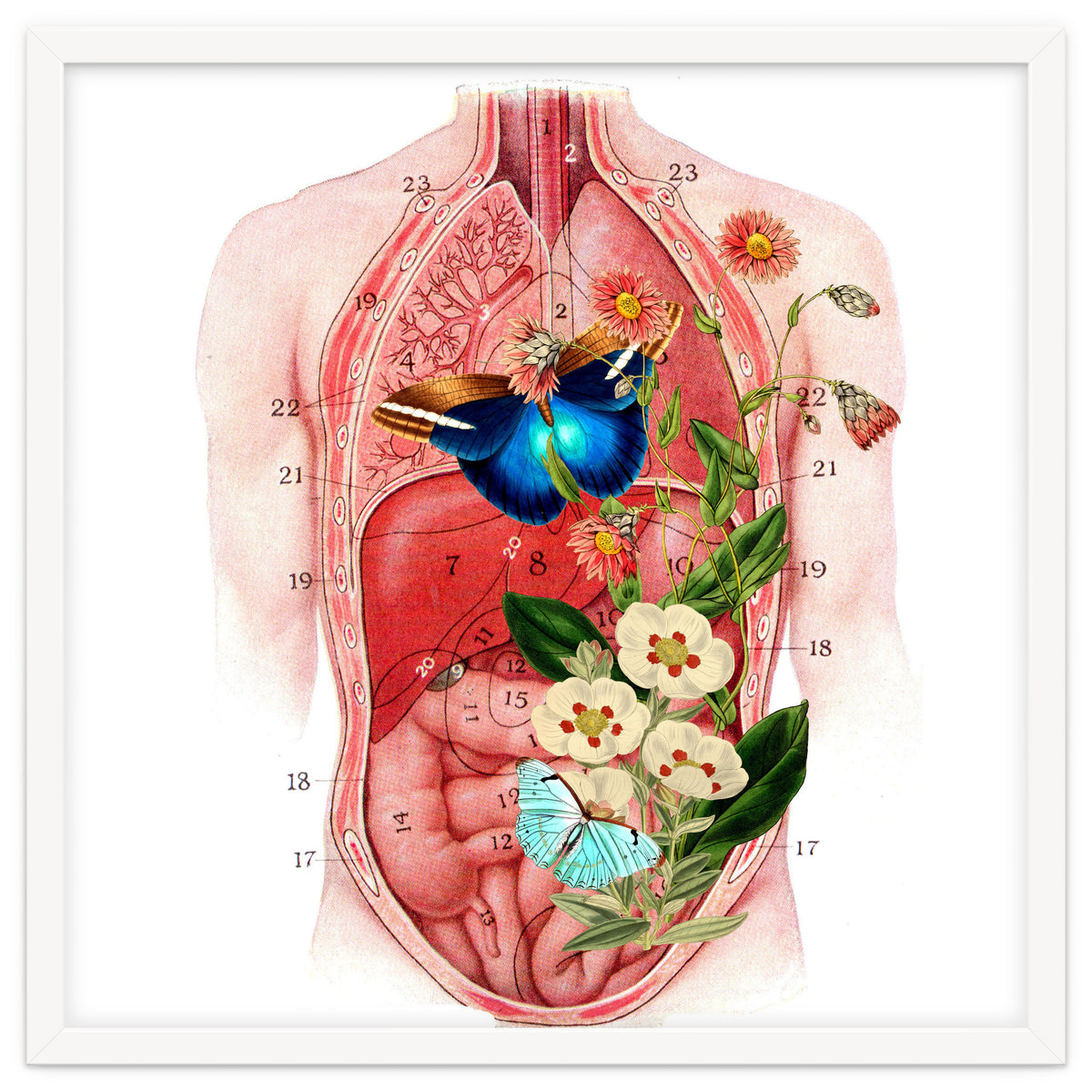 Butterflys In The Belly Makes Flower Grows