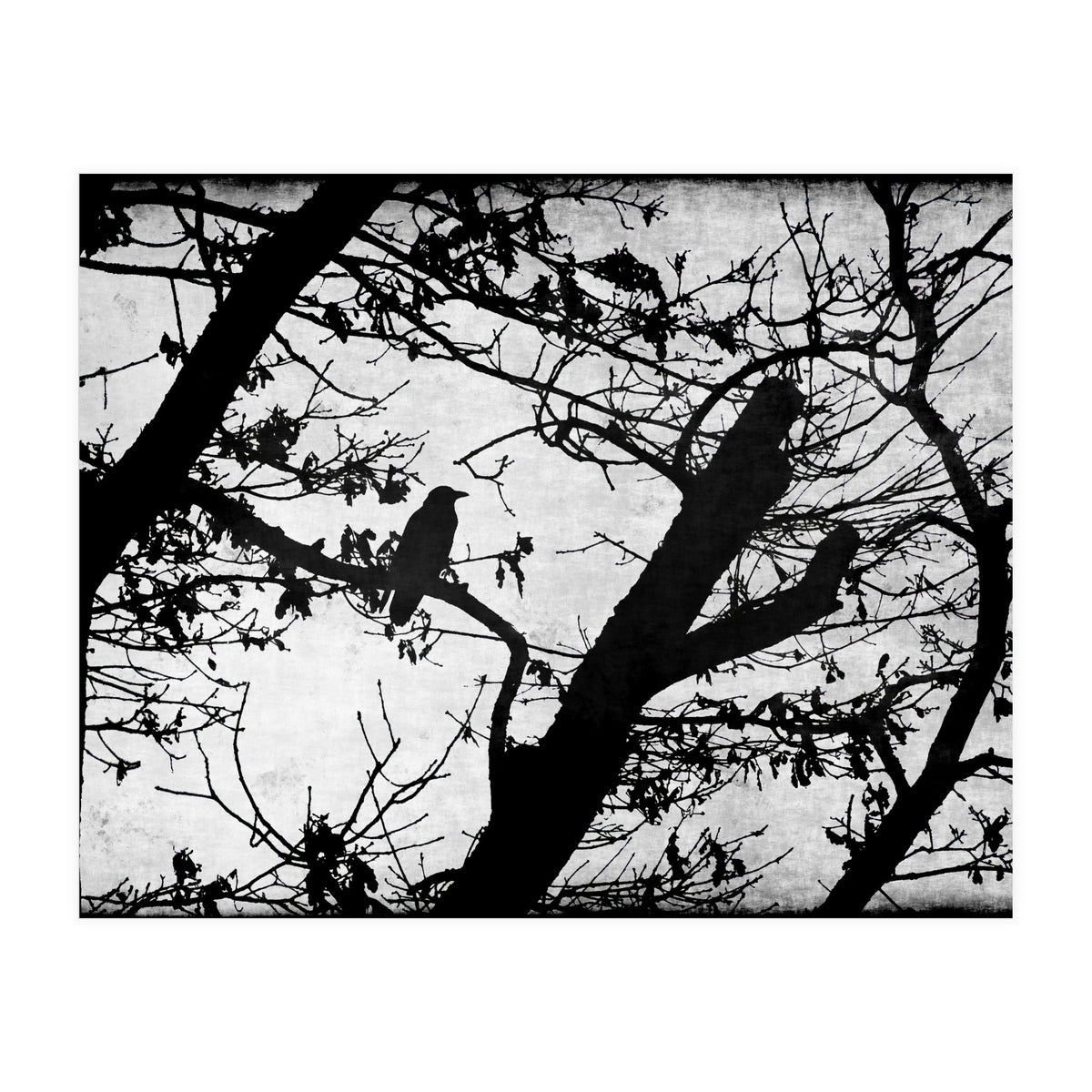 Black raven (Print Only)