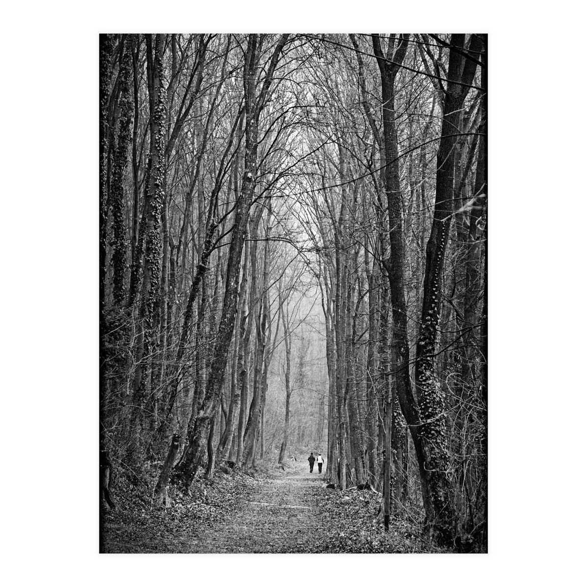 Forest path (Print Only)