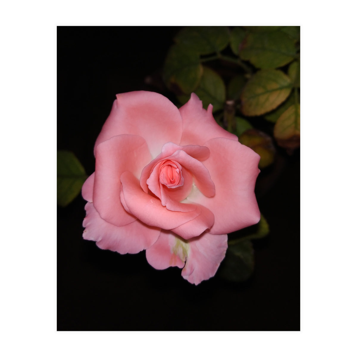 Pink Rose Floral (Print Only)