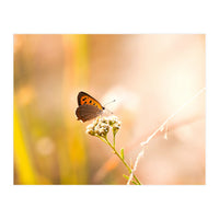 Butterfly (Print Only)