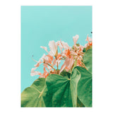 Carlie (Print Only) thumbnail
