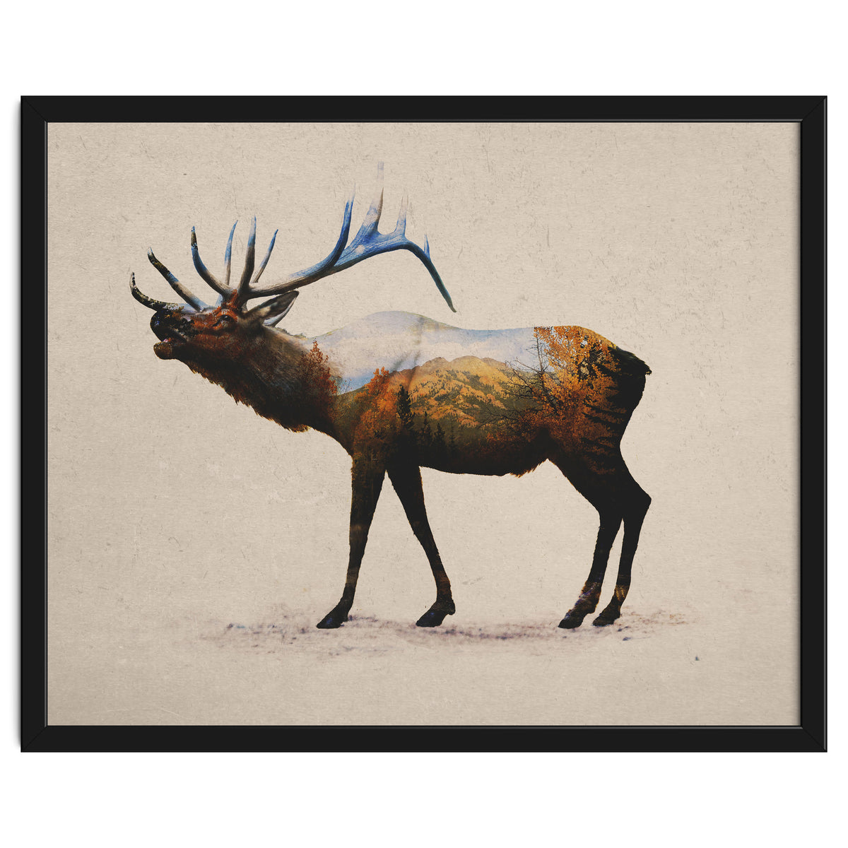 The Rocky Mountain Elk