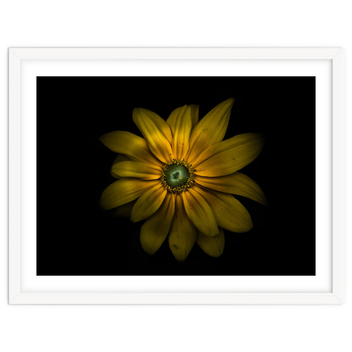 Backyard Flowers No 34 Color Version