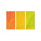 Autumn Leaves (Print Only) thumbnail