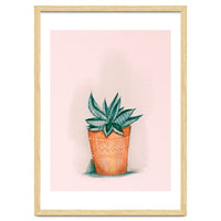 Aloe in orange pot