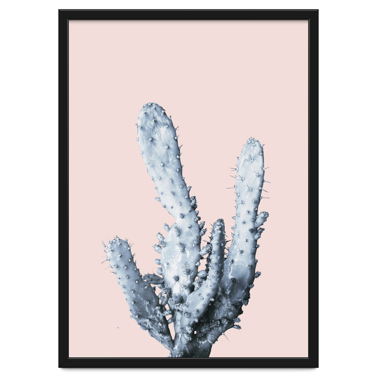 Cactus collection BL-I