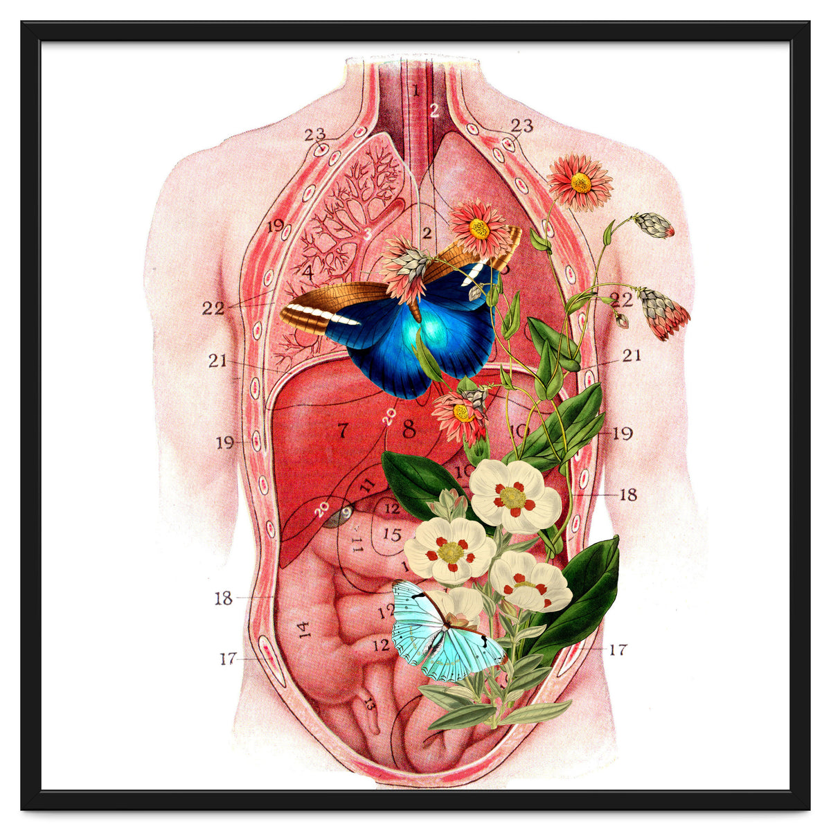 Butterflys In The Belly Makes Flower Grows