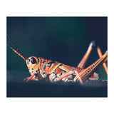 Armor (Print Only) thumbnail
