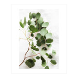 Eucalyptus (Print Only) thumbnail
