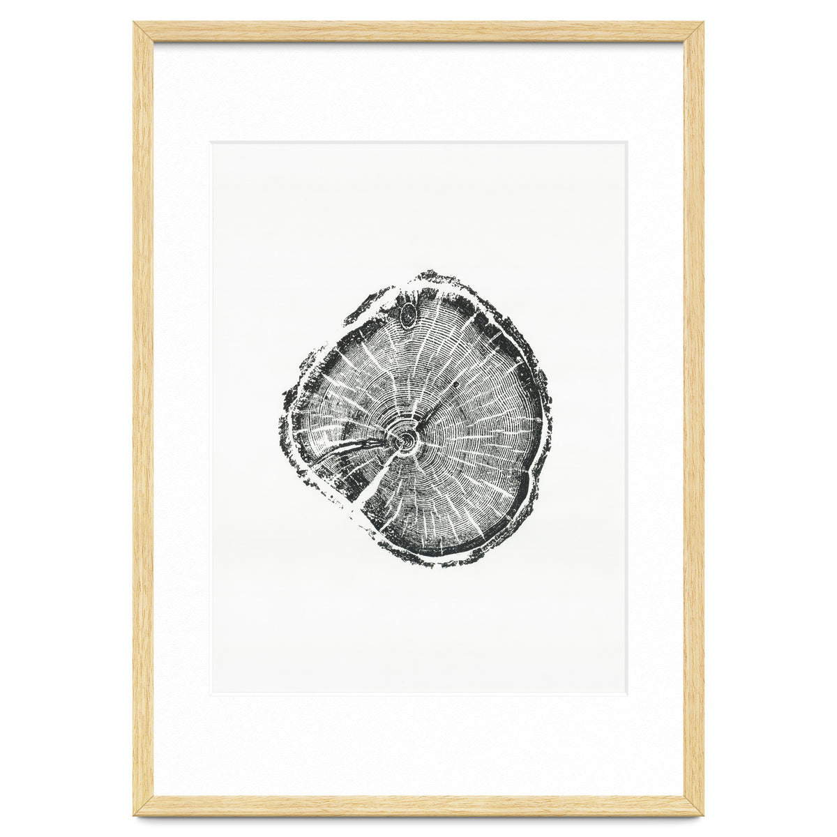 Tree Ring Print, Albion Basin, Utah, Pine Tree Print