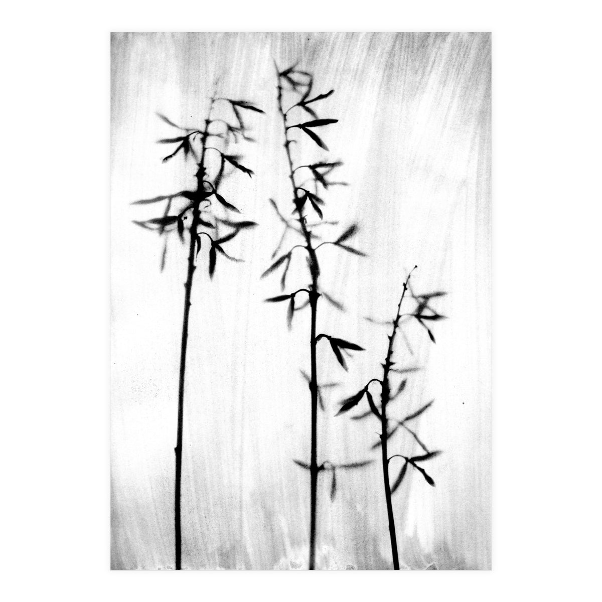 Hosta 3 (Print Only)