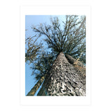 Ataraxia - Tree Series 1 (Print Only) thumbnail