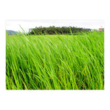 In the Tall Grass (Print Only) thumbnail