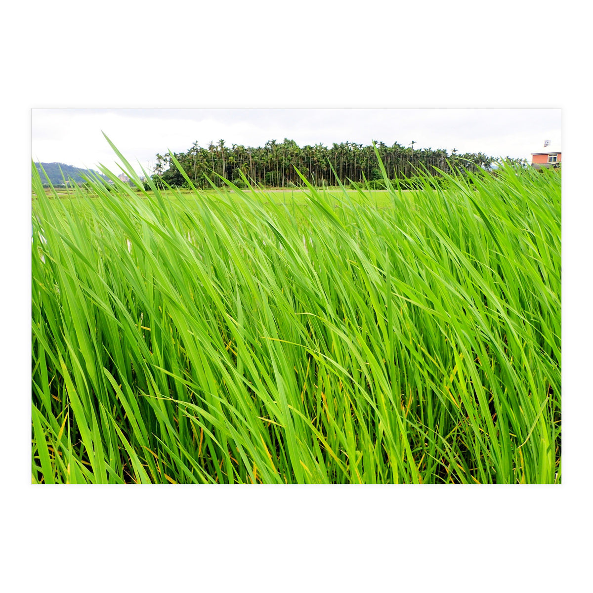 In the Tall Grass (Print Only)