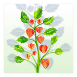 Physalis (Print Only) thumbnail