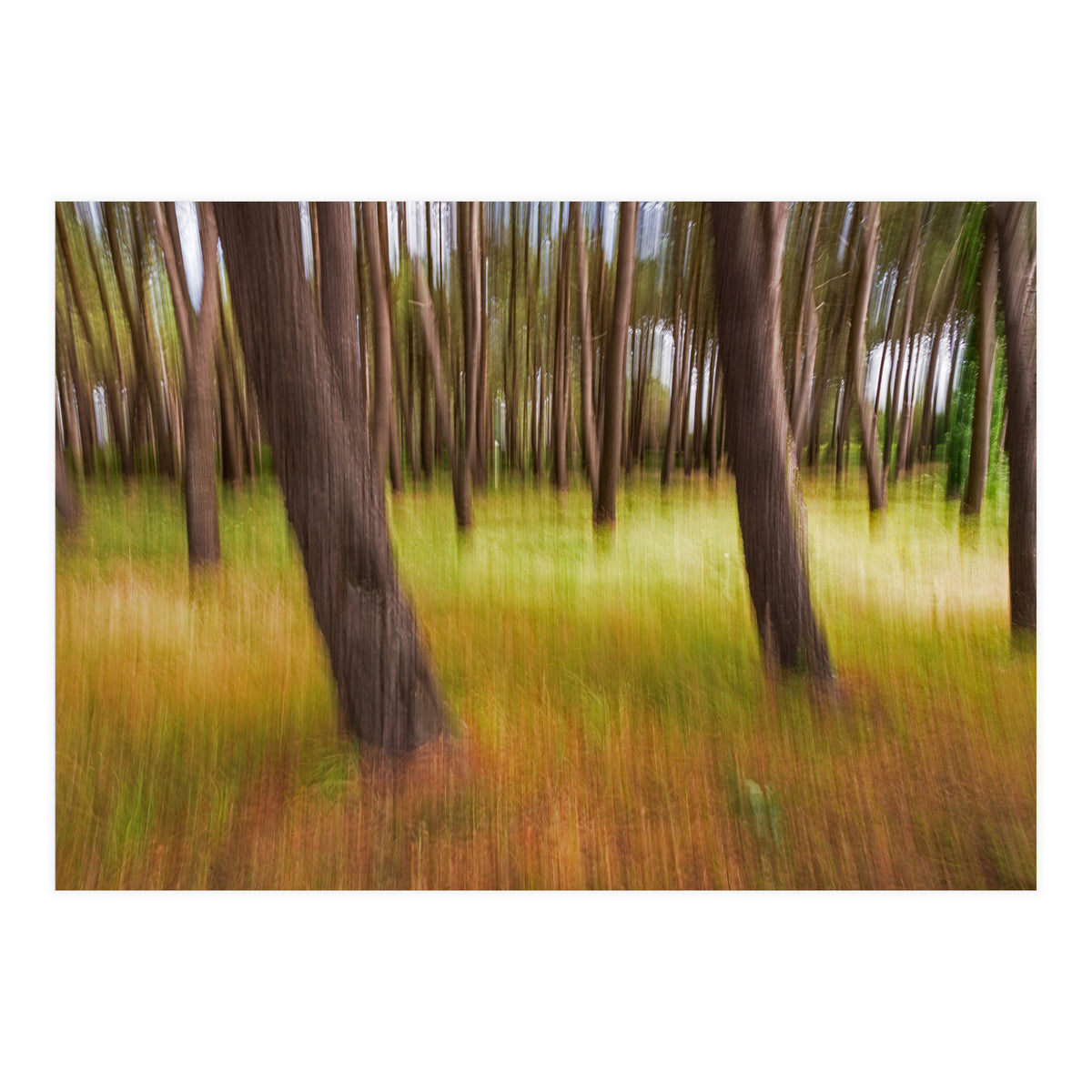 Amongst The Trees (Print Only)