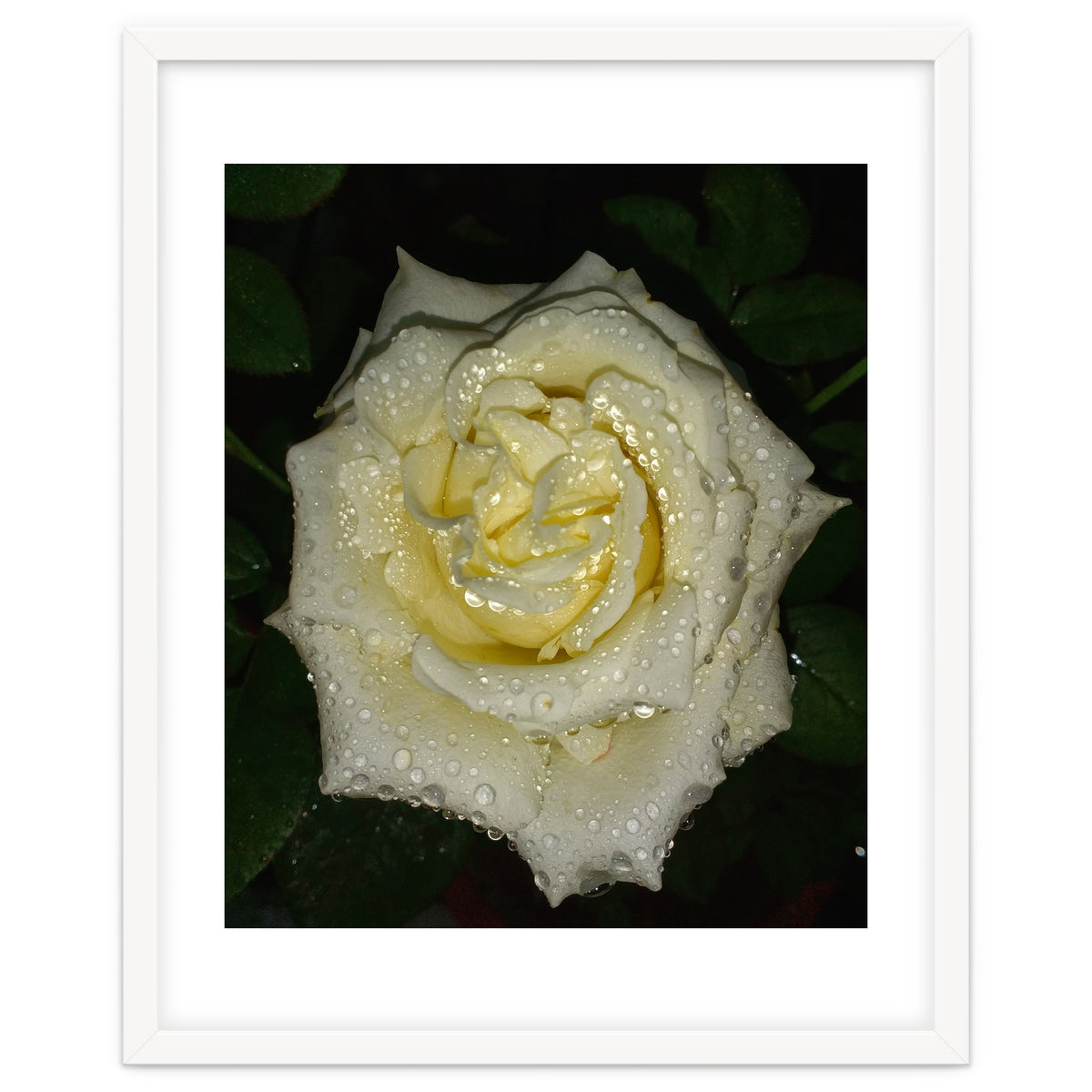 Floribunda Rose
