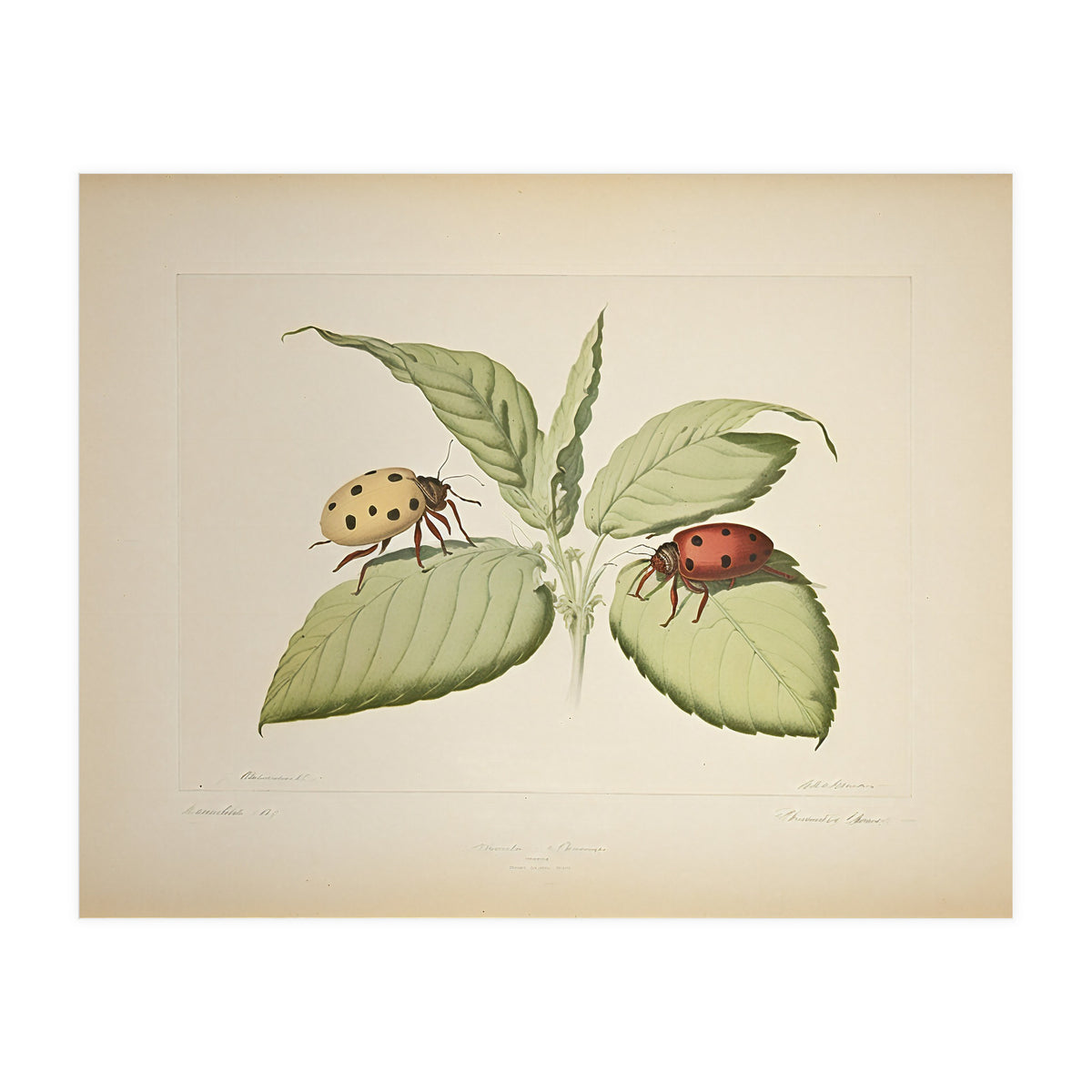 Vintage Ladybirds Illustration (Print Only)