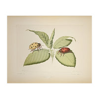 Vintage Ladybirds Illustration (Print Only)