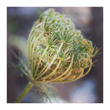 Seed head (Print Only) thumbnail