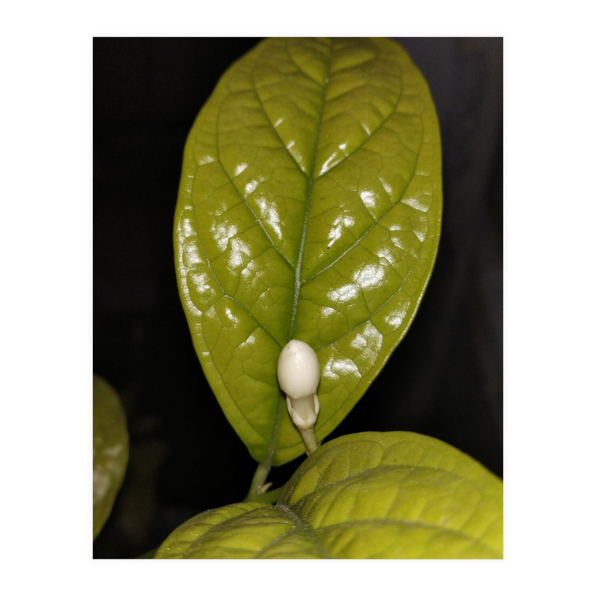 Jasmine Flower Fragrance (Print Only)