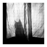 Mr. Wallace (Print Only) thumbnail