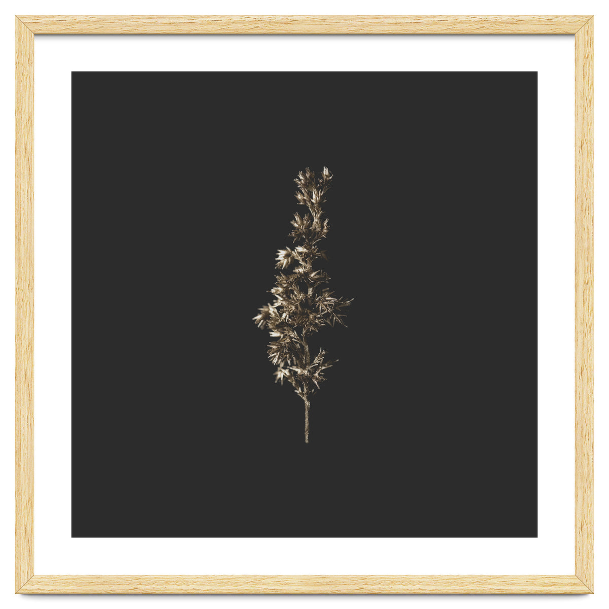 Gold Rush Botanicals - Square