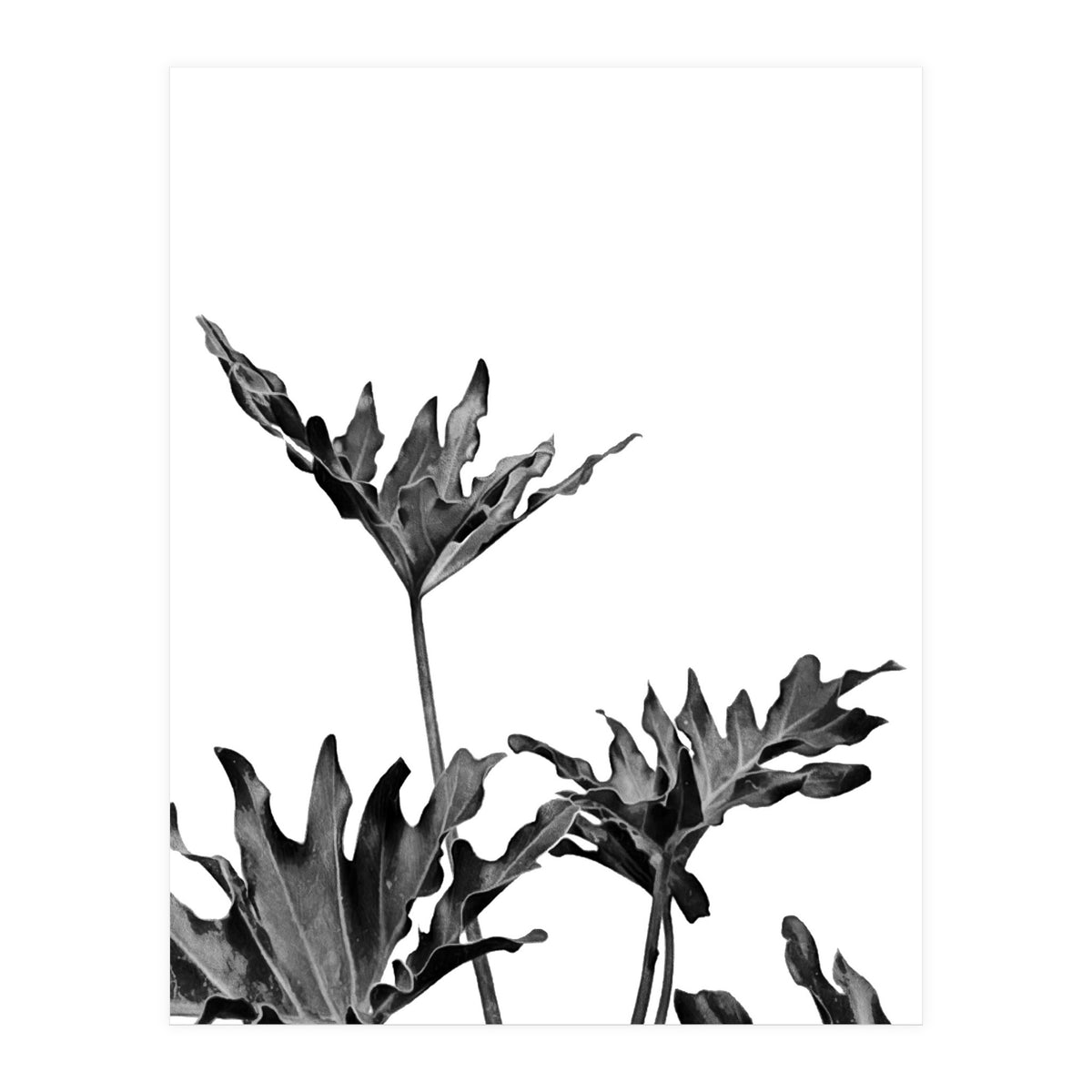 Monstera Black And White 08 (Print Only)