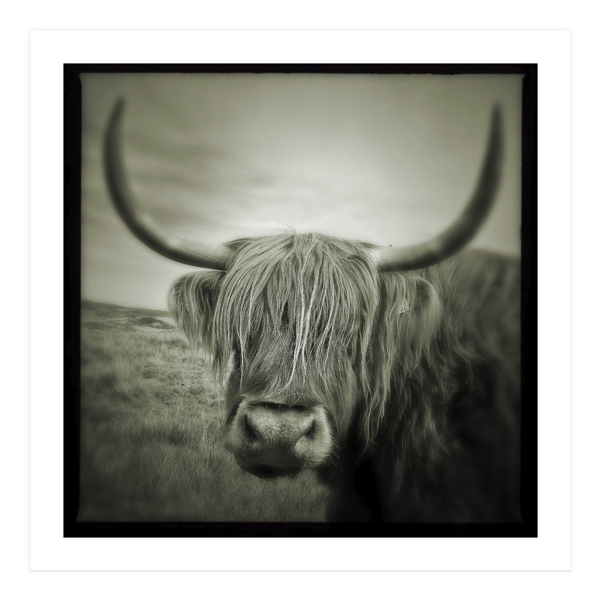 Elgol Cow (Print Only)