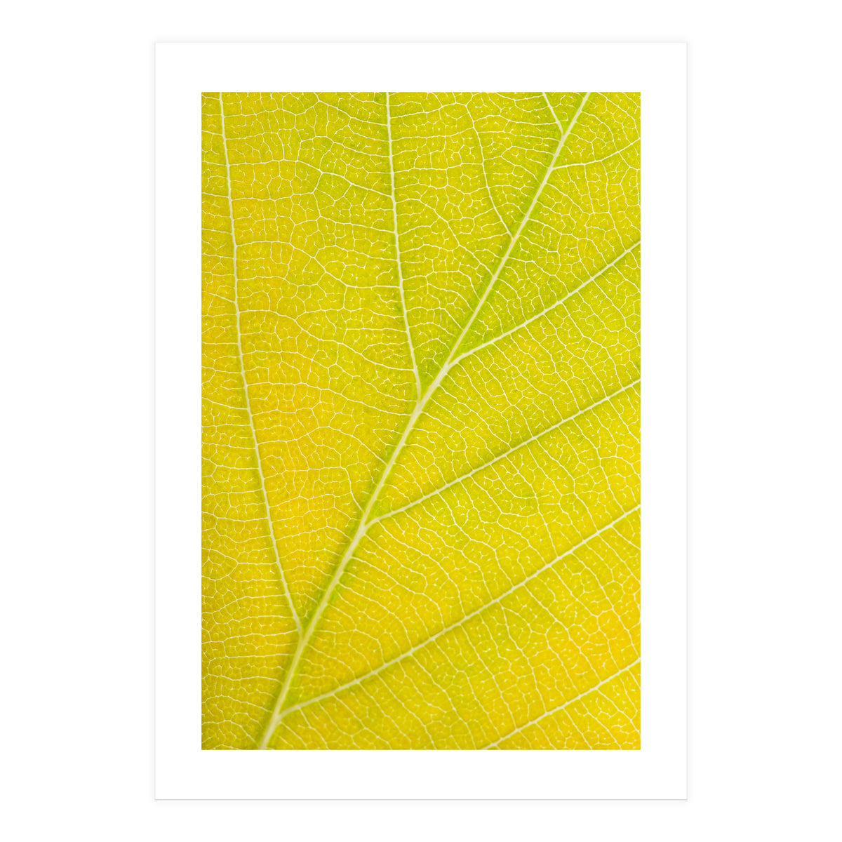 Autumn Leaf (Print Only)