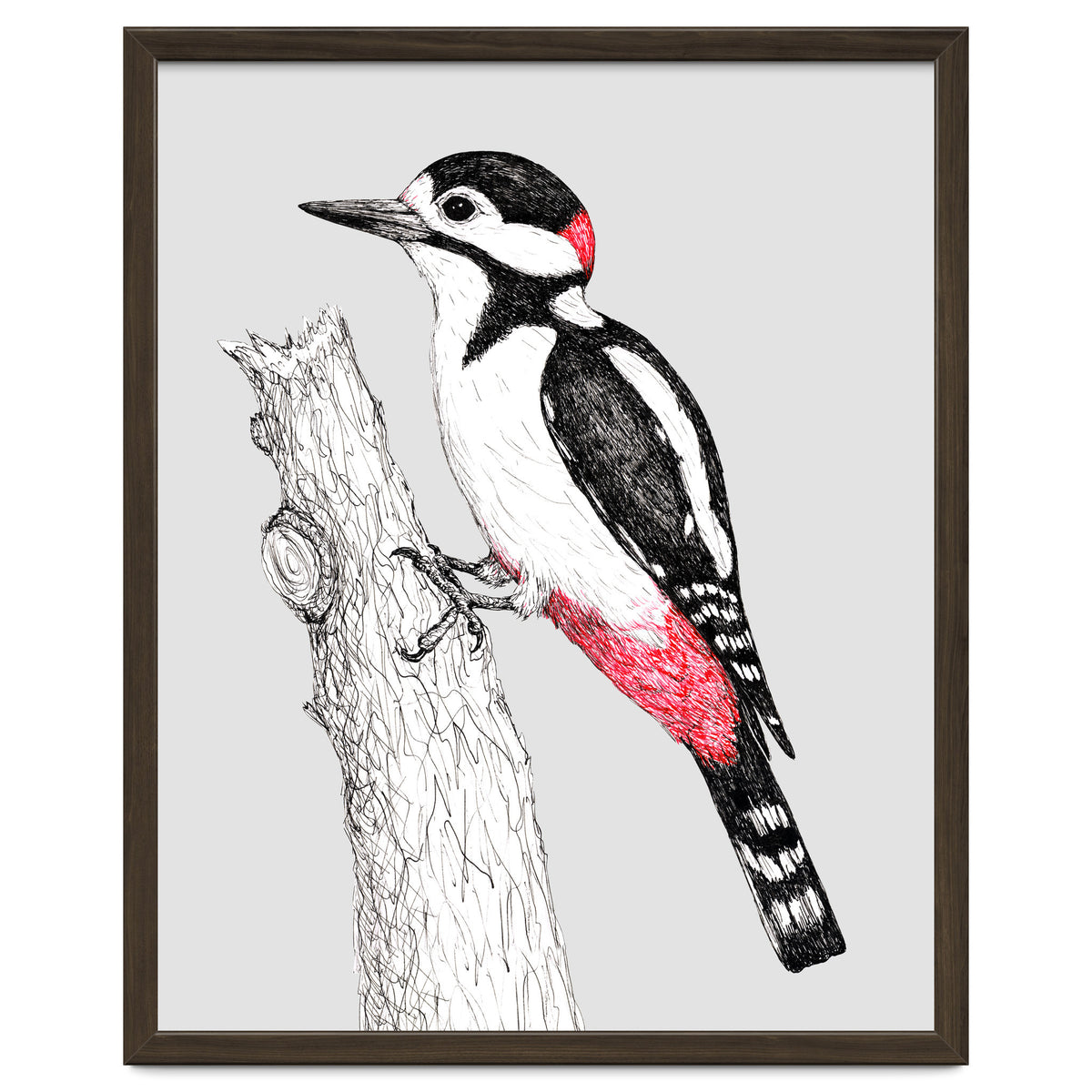 Great spotted woodpecker
