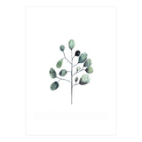 Botanical Illustration Eukalyptus (Print Only) thumbnail