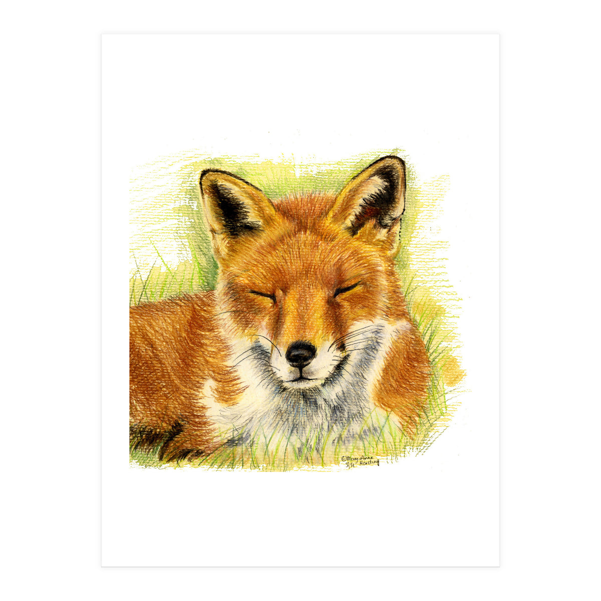 Red Fox Sleeping  (Print Only)
