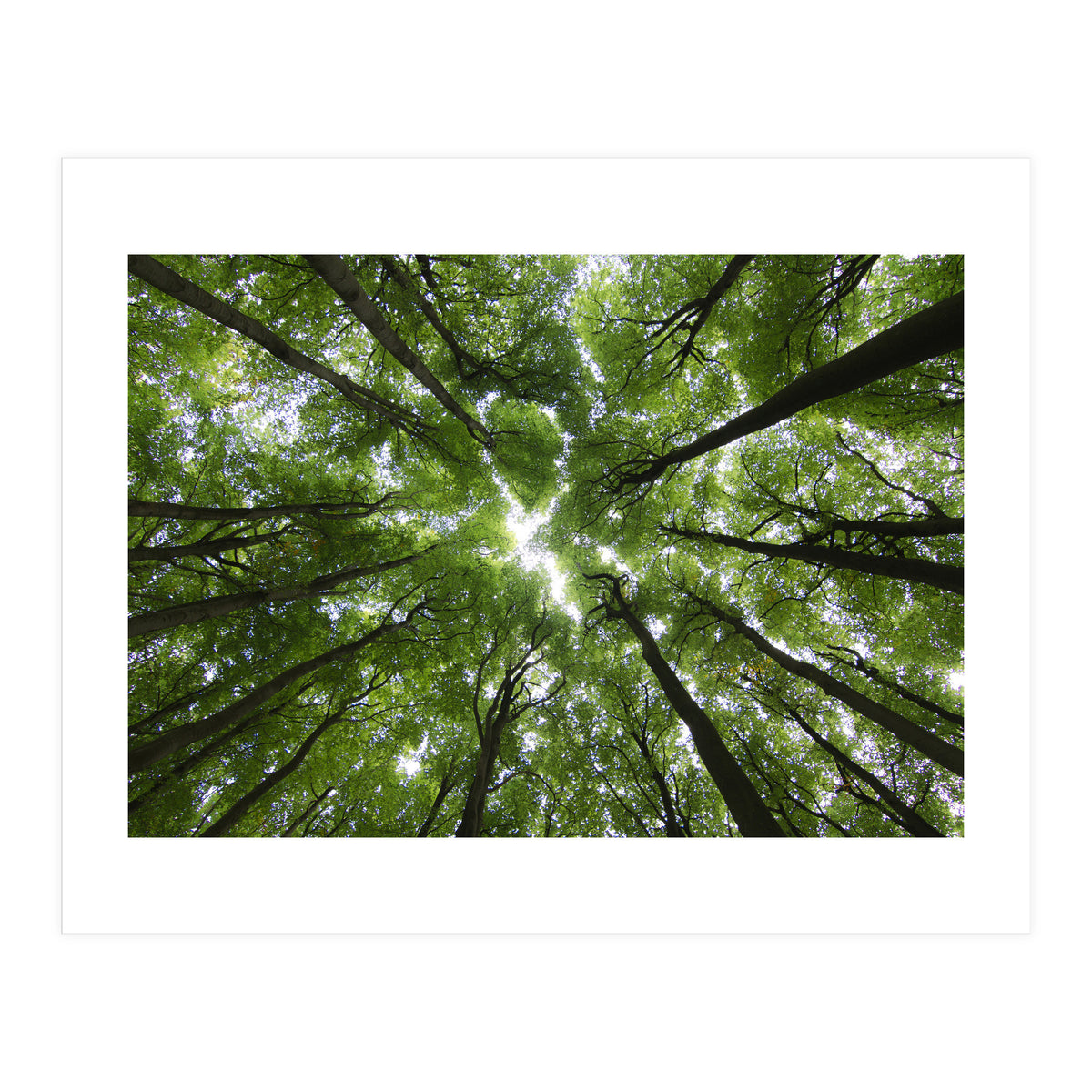 Beechwood (Print Only)